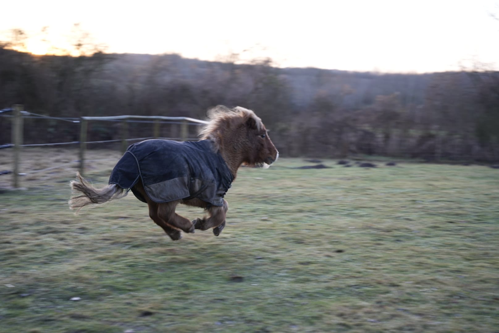 Max im Galopp